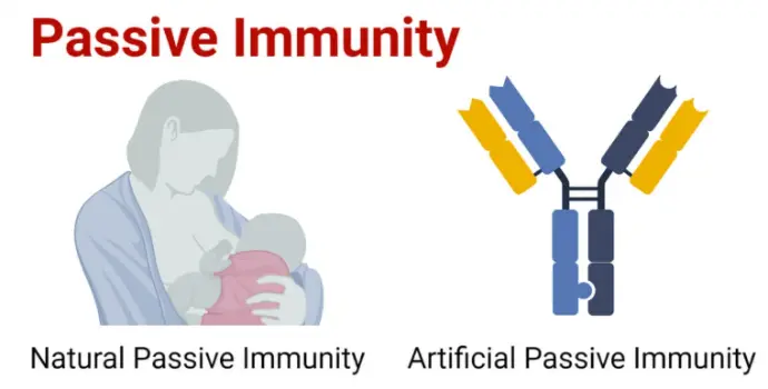 Passive immunity is a unique form of "borrowed" protection.Unlike innate or adaptive immunity, your own body doesn't create these antibodies; instead, you receive them from another source.This provides immediate protection, but it is only temporary.A common example is a newborn baby receiving antibodies from their mother through the placenta or breast milk. This gives the baby vital protection while their own immune system is still maturing.
