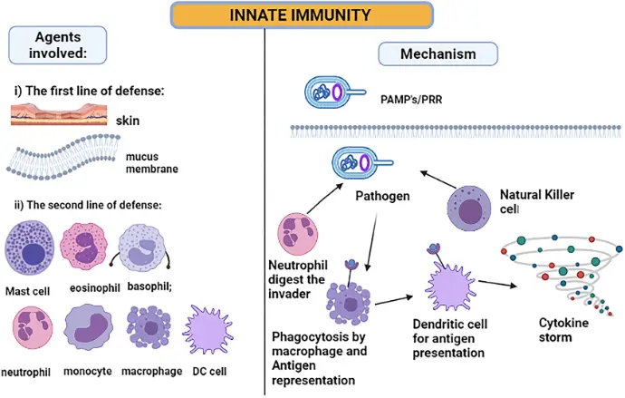 Innate immunity is the protection you are born with. It acts as a general security team that is always on duty and reacts instantly to any perceived threat.Because it is non-specific, it doesn't care what the invader is; it simply recognizes that something "foreign" has entered the body and starts acting. While this system is incredibly fast, it varies from person to person, which is why some people seem to catch colds more easily than others.