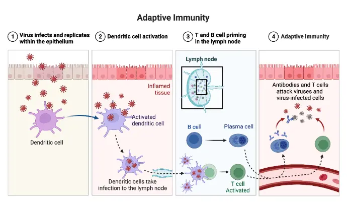 Adaptive immunity is a continuous learning process that develops throughout your life. Think of it as your body's "intelligence agency." When you are exposed to a new pathogen or receive a vaccine, your immune system studies the invader and creates specialized tools to defeat it.While this process is slower than innate immunity, it is much more powerful because it creates a biological memory. If you encounter that same threat again, your body knows exactly how to fight it off before you even feel sick.