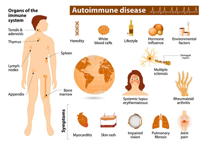 An autoimmune disorder occurs when the body's immune system mistakenly attacks its own healthy tissues, mistaking them for foreign invaders like viruses or bacteria.