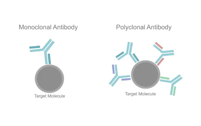 Monoclonal antibodies are laboratory-made versions of the body’s own antibodies that are designed to recognize and bind very specifically to one target (antigen), such as a protein on a virus, cancer cell, or immune cell. Because they are all copies of a single original B cell, every monoclonal antibody in a given drug or reagent binds the same epitope, which gives them highly precise effects compared with mixtures of natural (polyclonal) antibodies.