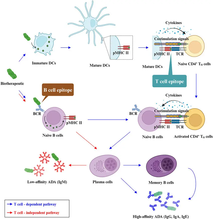 Antigen Recognition & Processing: The process begins when a B cell uses its surface receptors to bind to a specific antigen (like a piece of a virus or bacteria). The B cell "swallows" this antigen, breaks it down into smaller peptide fragments, and then displays these fragments on its surface using a specialized protein called MHC Class II.  The T-Cell Handshake (Signal 1): A matching Helper T cell (specifically one with a T-cell receptor or TCR that fits the antigen) comes along and binds to the MHC-antigen complex on the B cell. This is the "first signal" that confirms the B cell has found a legitimate threat.  Co-stimulation (Signal 2): To prevent accidental activation, a second "physical handshake" is required. The T cell expresses a protein called CD40L, which plugs into a receptor on the B cell called CD40. This interaction is the "green light" for the B cell to start its transformation.  Cytokine Messaging: Once the physical contact is made, the T cell releases chemical messengers called cytokines (such as IL-4 and IL-21). These chemicals act like fuel, instructing the B cell to multiply rapidly.  The Result: High-Quality Defense: Thanks to this T-cell help, the B cell doesn't just make basic antibodies. It undergoes:  Class Switching: Changing from basic IgM antibodies to more powerful types like IgG (for blood defense) or IgA (for mucosal defense).  Memory Generation: Creating Memory B cells that stay in your body for years, ensuring you don't get sick from the same germ twice.  Affinity Maturation: Fine-tuning the antibodies to make them even "stickier" and more effective at neutralizing the threat.