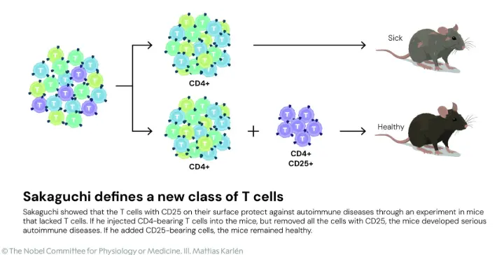For years, the concept of "suppressor cells" was controversial. It wasn't until Shimon Sakaguchi’s 1995 breakthrough that the field found its footing.  The Marker: Sakaguchi identified CD25 as a specific marker that distinguished a small population of T cells (Tregs) that actively suppress immune responses rather than promoting them.  The Genetic Key: In 2001, Mary Brunkow and Fred Ramsdell identified the FOXP3 gene. They discovered that mutations in this gene led to the fatal "scurfy" mouse model and the rare human disease IPEX syndrome, both characterized by massive, uncontrolled autoimmunity.